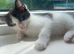 5 kittens for sale