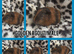 2 male baby guinea pigs
