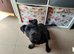 6 months old staffy x male