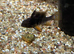 Black Ram Cichlid (Mikrogeophqgus Ramirezi)