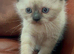 Gorgeous Himalayan Persian Kittens