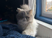 Persian kittens