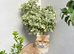 Pedigree British Shorthair