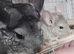 Lovely Chinchilla kit available for a loving home