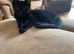 Beautiful black tabby kittens