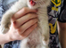 Pure bred lynx Ragdoll kittens.