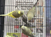 Baby budgies