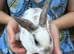Mini Rex rabbit