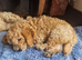 Beautiful and friendly apricot Cockapoo boy puppy well handled