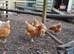 Hens for sale- 2 year old healthy laying brown hens