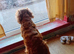 Red Cocker Spaniel