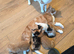 Ginger and Calicos cat for sale