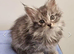 GCCF REGISTERED Pedigree Maine Coon Kittens