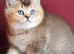 READY TO RESERVE Stunning golden shaded male British shorthair kitten
