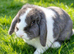 Mini lop adult girl
