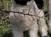 Swiss Valais Blacknose Ewe Lamb