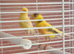 Canaries