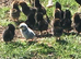 Pullets for sale