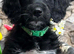 Adorable Sproodle Puppies
