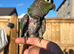 Pearly super tame conure
