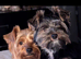 ANMACO Pups have Arrived!