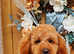 Toy poodle for stud