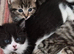Beautiful kittens