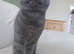 Beautiful Female TICA Non active / active