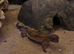 Leopard gecko