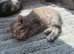 Adorable British Shorthair Kittens &ndash; Ready Soon, Stunning Blue & Bicolour
