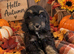 Outstanding F1 Cockerpoo Puppies - LAST 3 - Raised in Our Family home