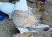 Modena Pigeon