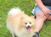 Pomeranian puppies