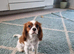 2yr old KC Cavalier King Charles
