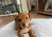 INTRODUCING OUR ADORABLE JACK RUSSELL PUPS