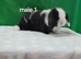 Stunning purebred mini lop rabbits
