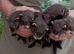 Black ferret kits
