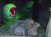 Alexandrine pair male and female for sale