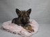 Beautiful German shepherd puppies