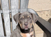 13 week old female