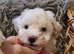 Maltipoo's 1 boy 1 girl left, rare coloured faces