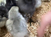Chicks for sale