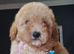 Stunning poodles SMALL