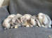 Mini lop litter. Ready 27th June