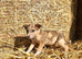 Stunning collie puppies for sale
