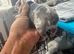 Puppy English bullsogs