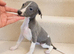 Stunning Blue Whippet Puppies
