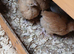 Orpington Buff chicks for sale