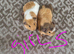 Guinea pigs