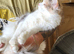 18 month old female maine coon